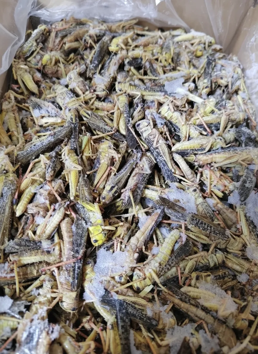 Dried Locusts with Over 60% Crude Protein image thumbnail