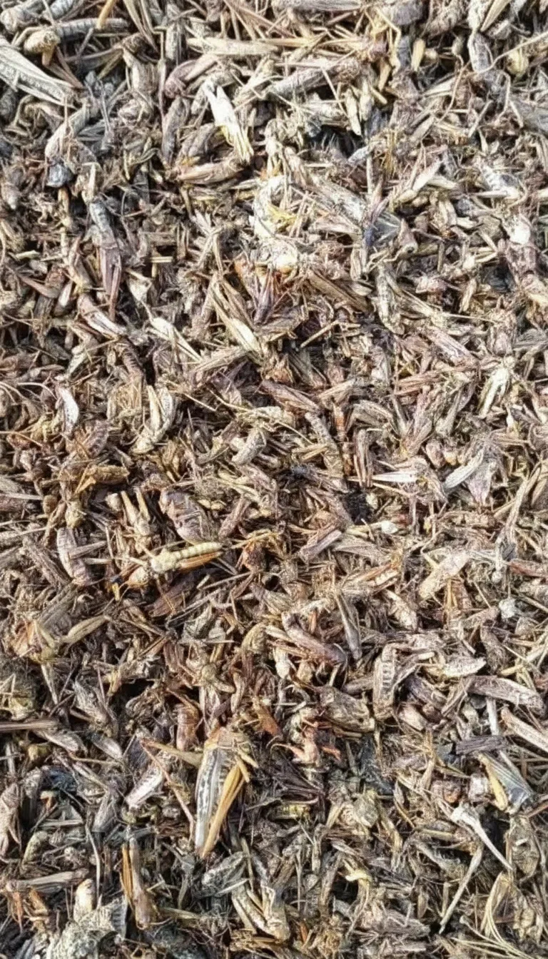 Bulk Wholesale Supplier of Defatted Dried Grasshopper Powder image thumbnail