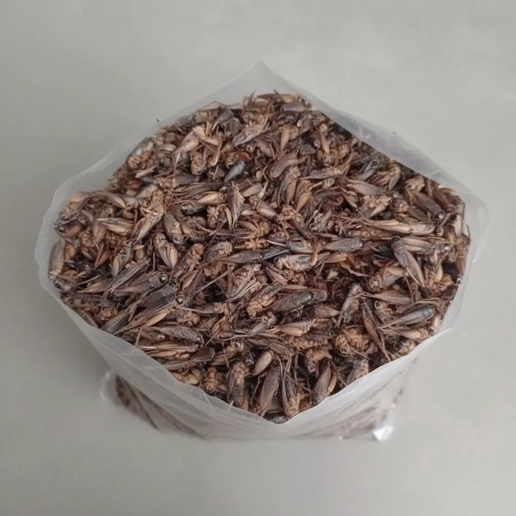 Bulk Dried Crickets for Pet Food Production image thumbnail