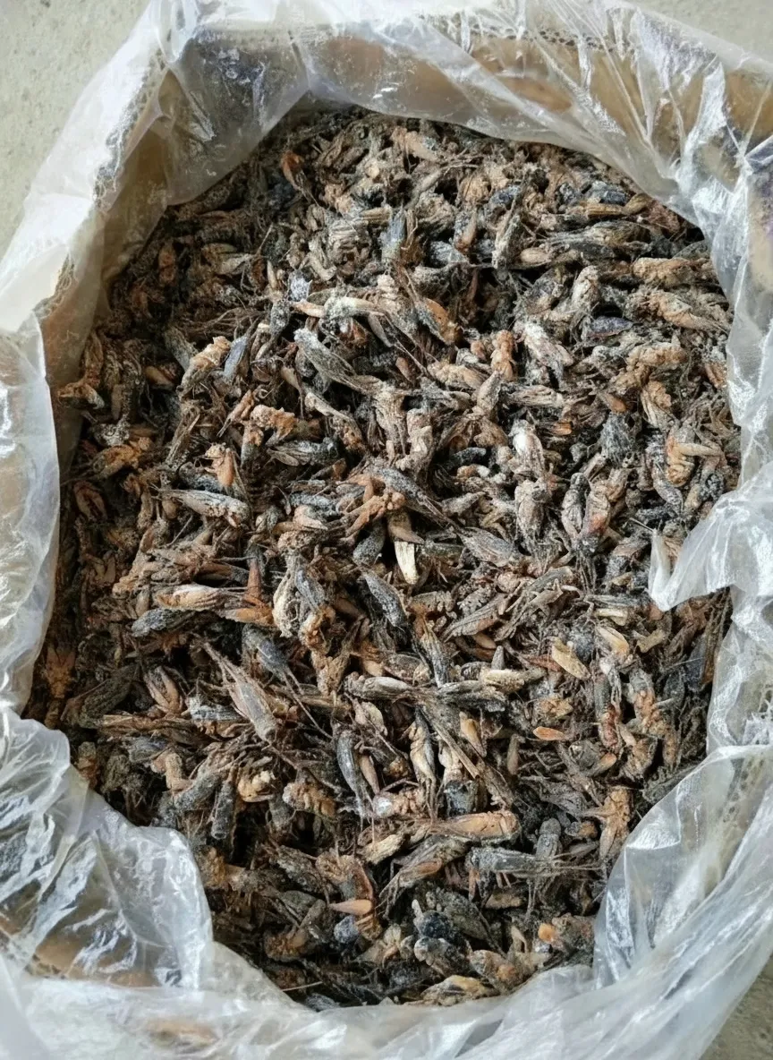 Bulk Supplier of Vacuum-Packed Dried Crickets image thumbnail