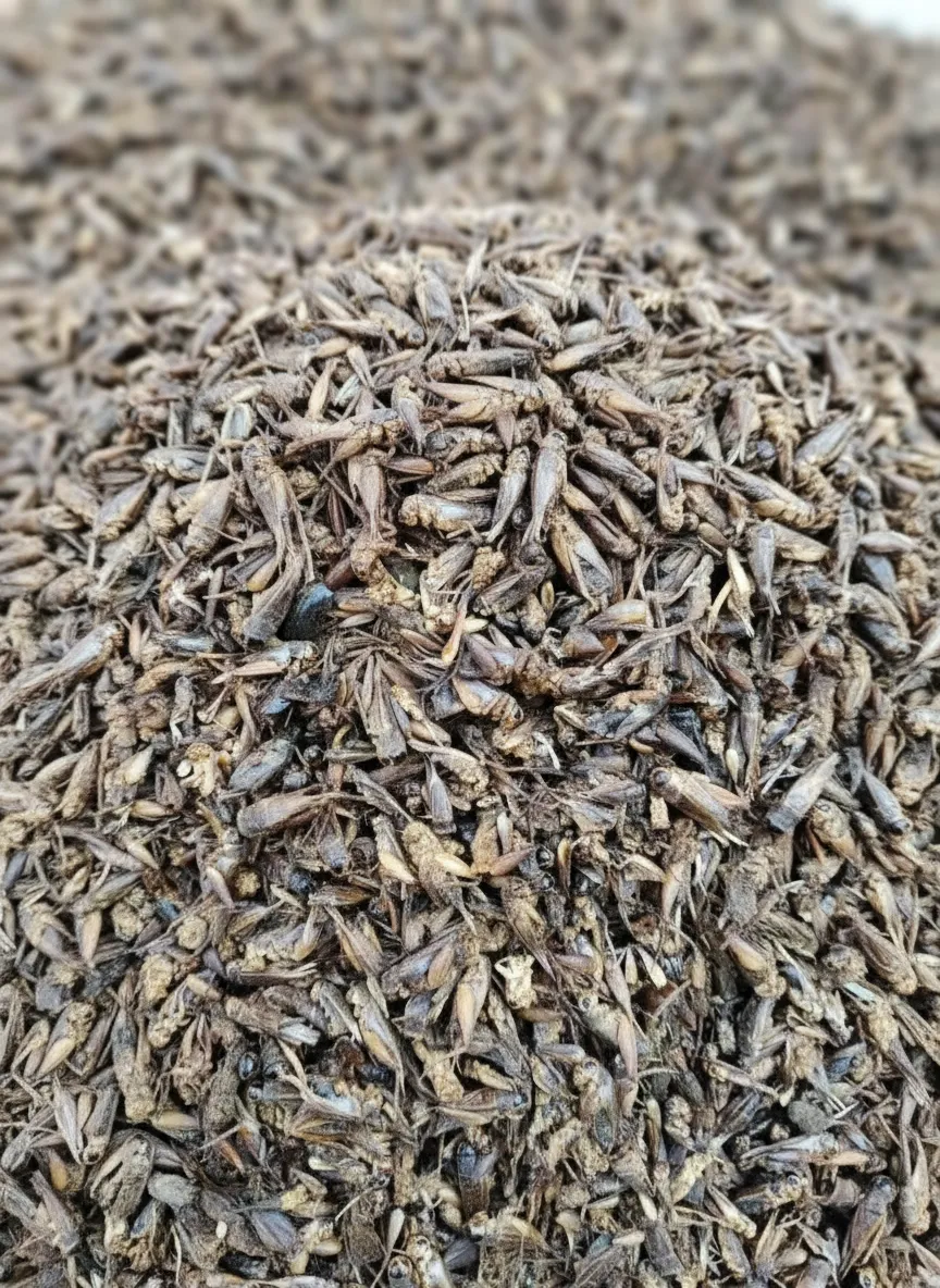 Bulk Supplier of Whole Dried Crickets image thumbnail