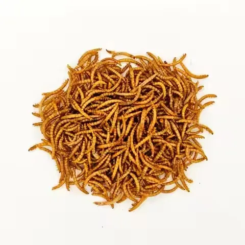 bulk insect protein supplier image thumbnail