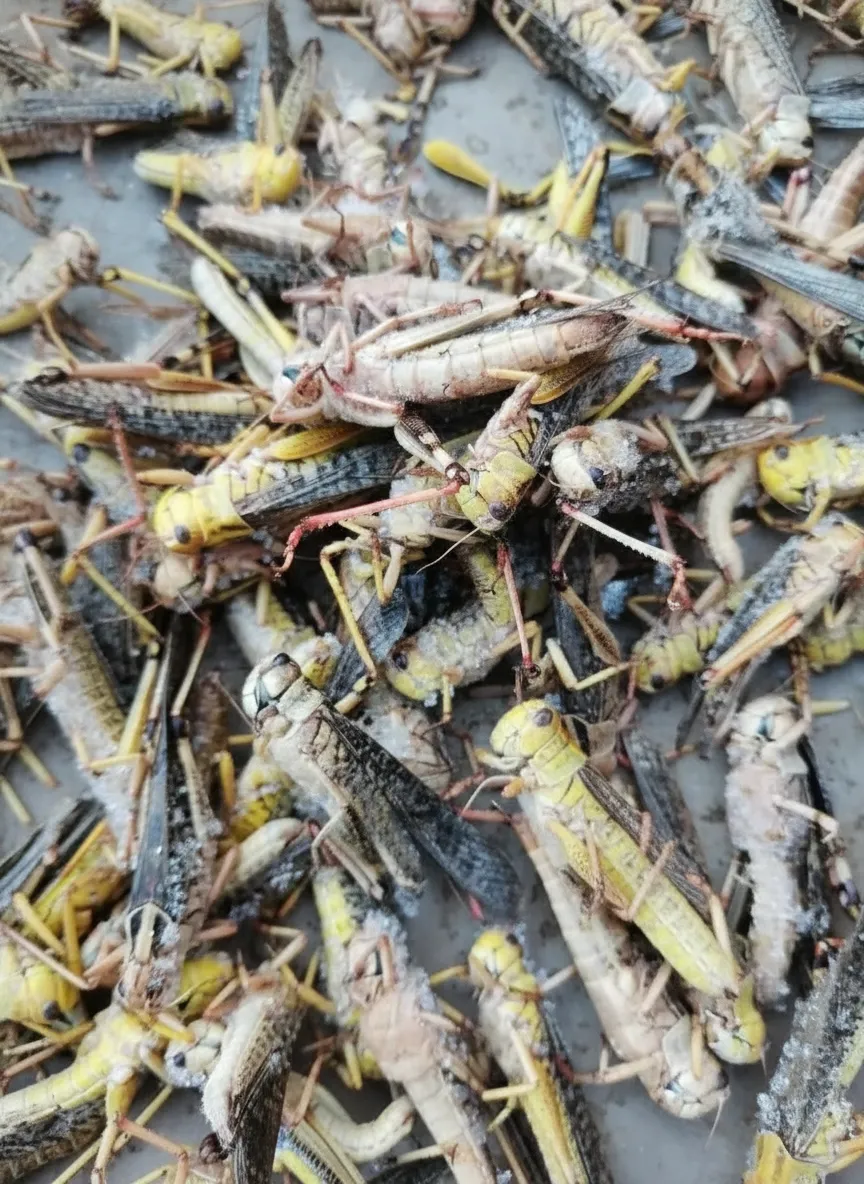 Bulk Supply of Dried Grasshoppers for Insect Protein Premixes