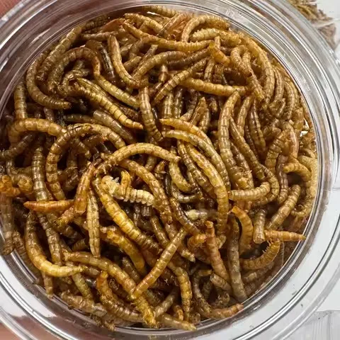 Protein Worms for Reptiles image thumbnail