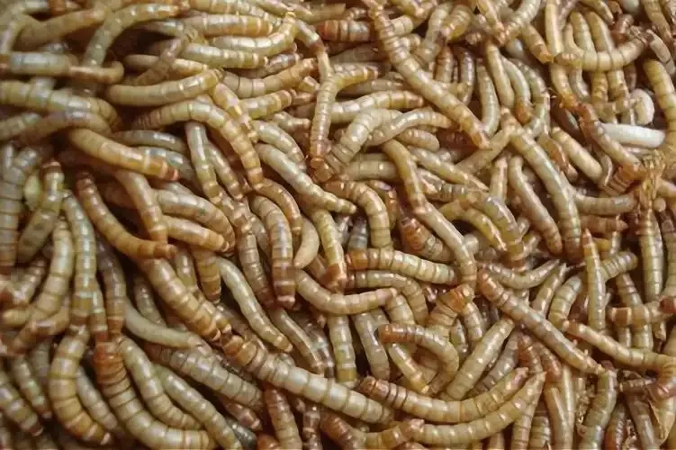 bulk insect protein supplier image thumbnail