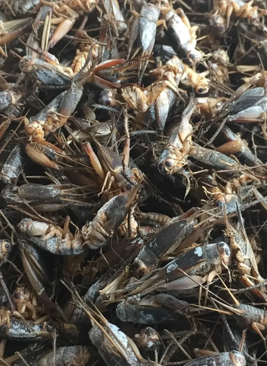 Bulk Supplier of Whole Dried Crickets image thumbnail