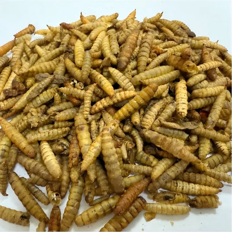 Protein worms for birds image thumbnail