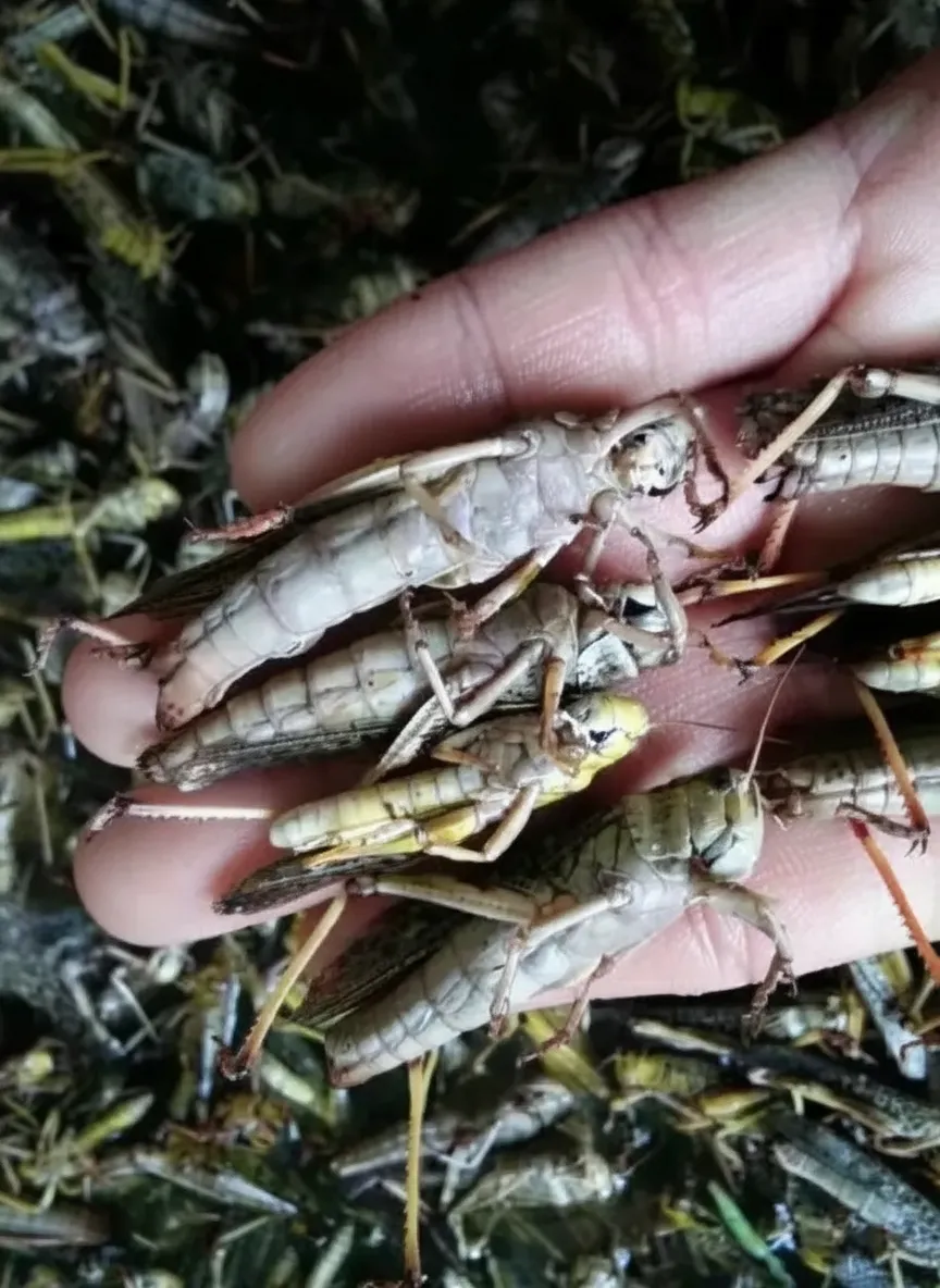 Dried Locusts with Over 60% Crude Protein
