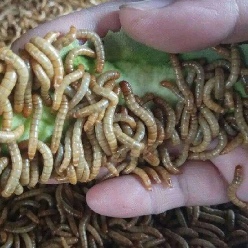 dried mealworms bulk supplier image thumbnail