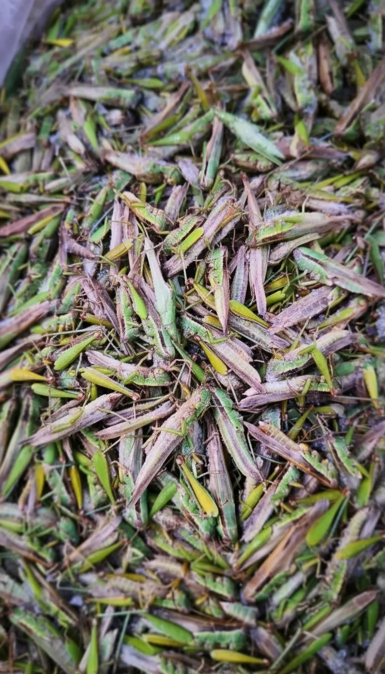 Chinese bulk exporter of dried grasshoppers image thumbnail