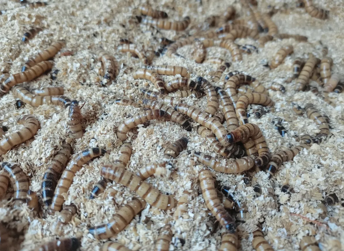 bulk mealworm powder for pet food formula wholesale image thumbnail