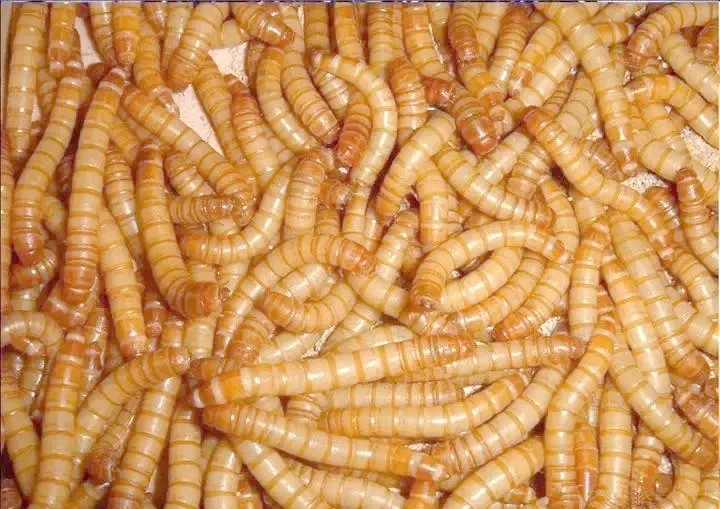 bulk insect protein supplier image thumbnail