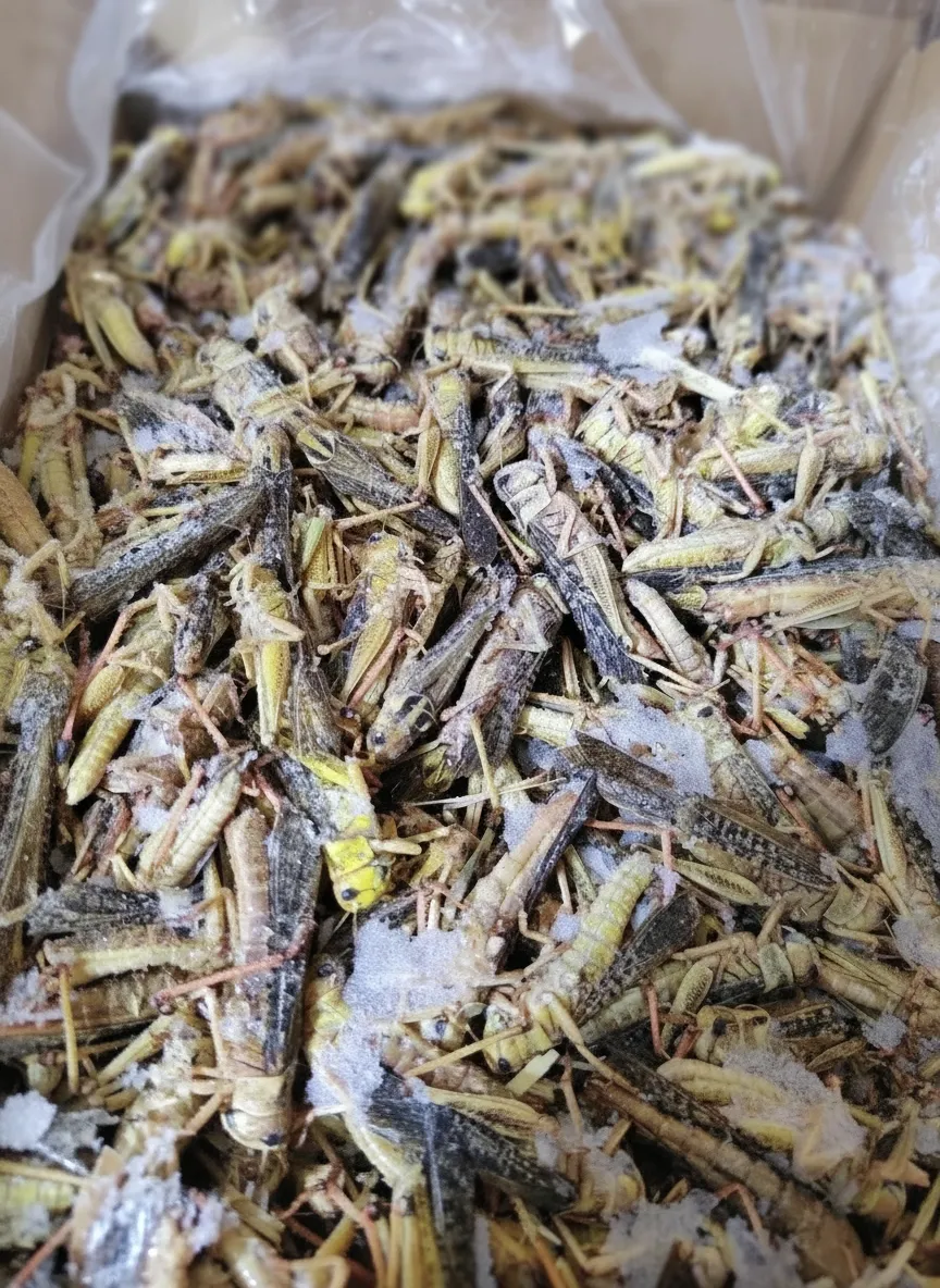 Bulk Supply of Dried Grasshoppers for Insect Protein Premixes image thumbnail