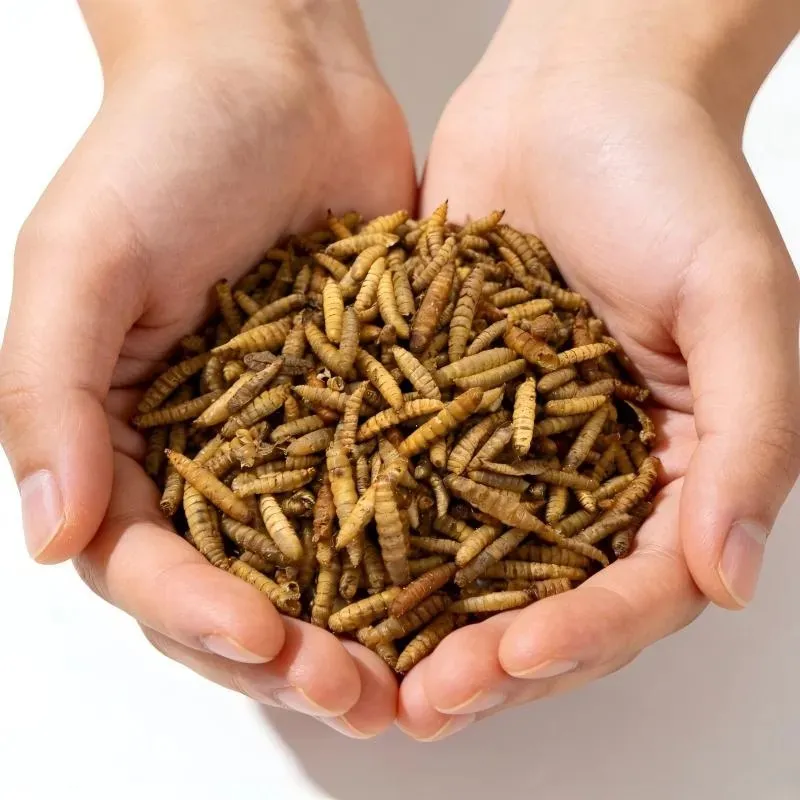 Super Mealworm image thumbnail