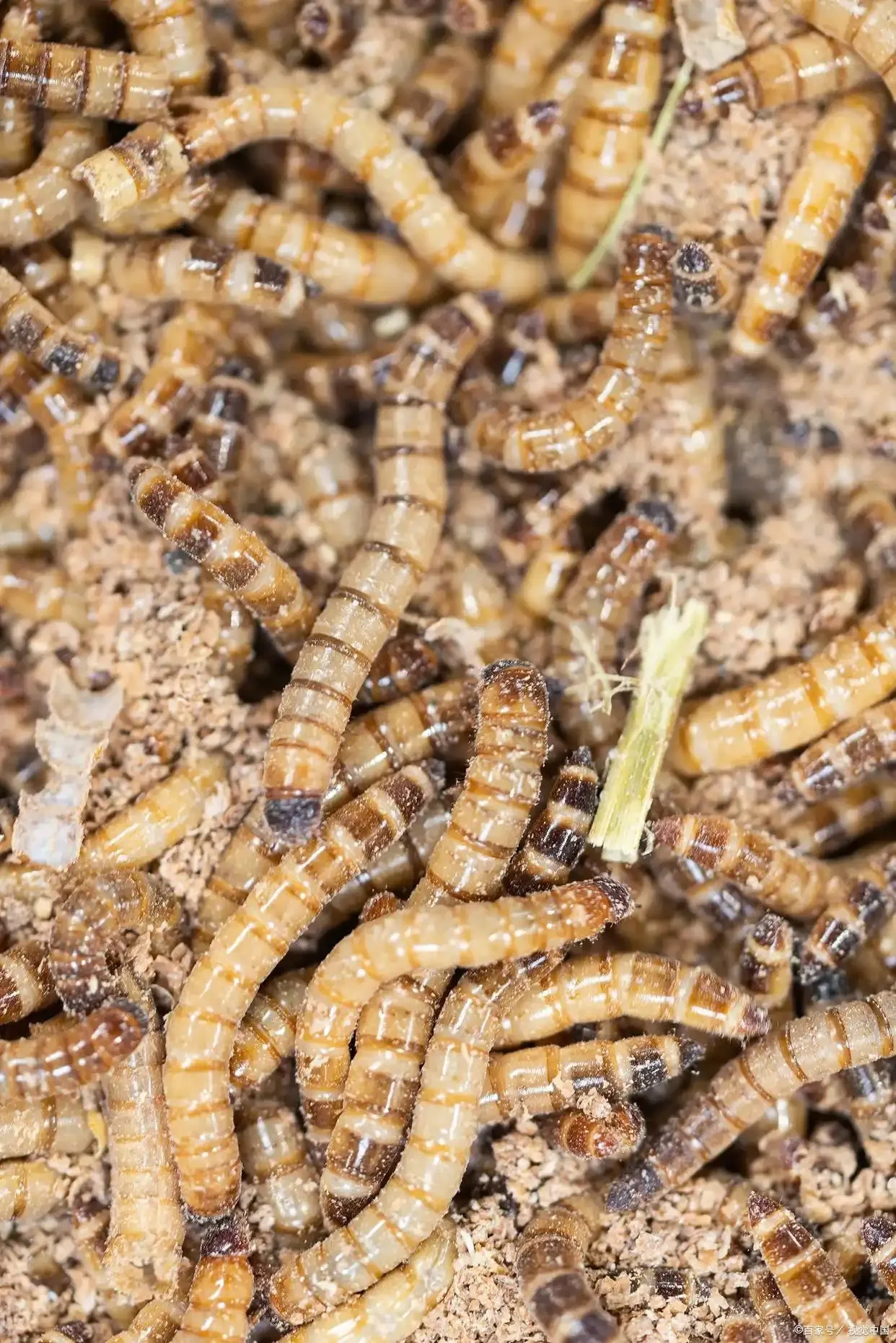 bulk insect protein supplier image thumbnail