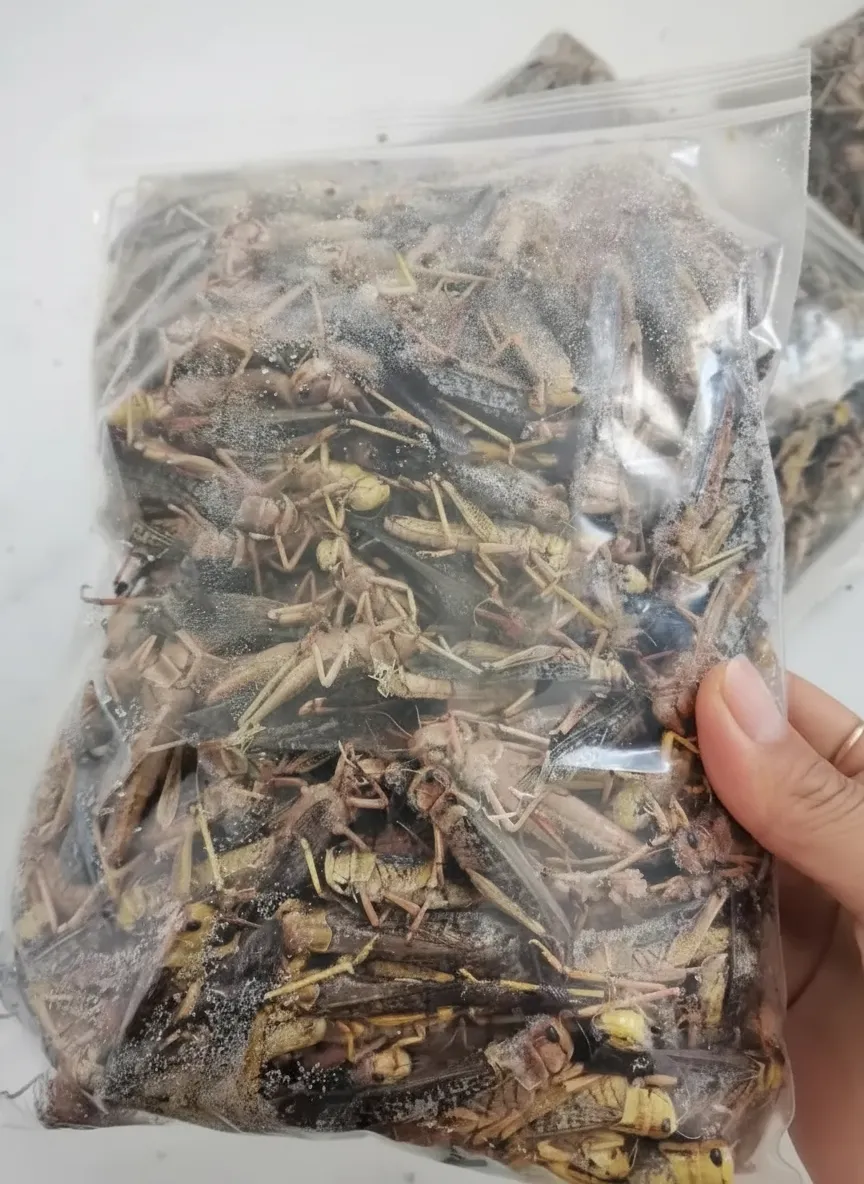 Bulk Dried Grasshoppers for Commercial Laying Hen Farming
