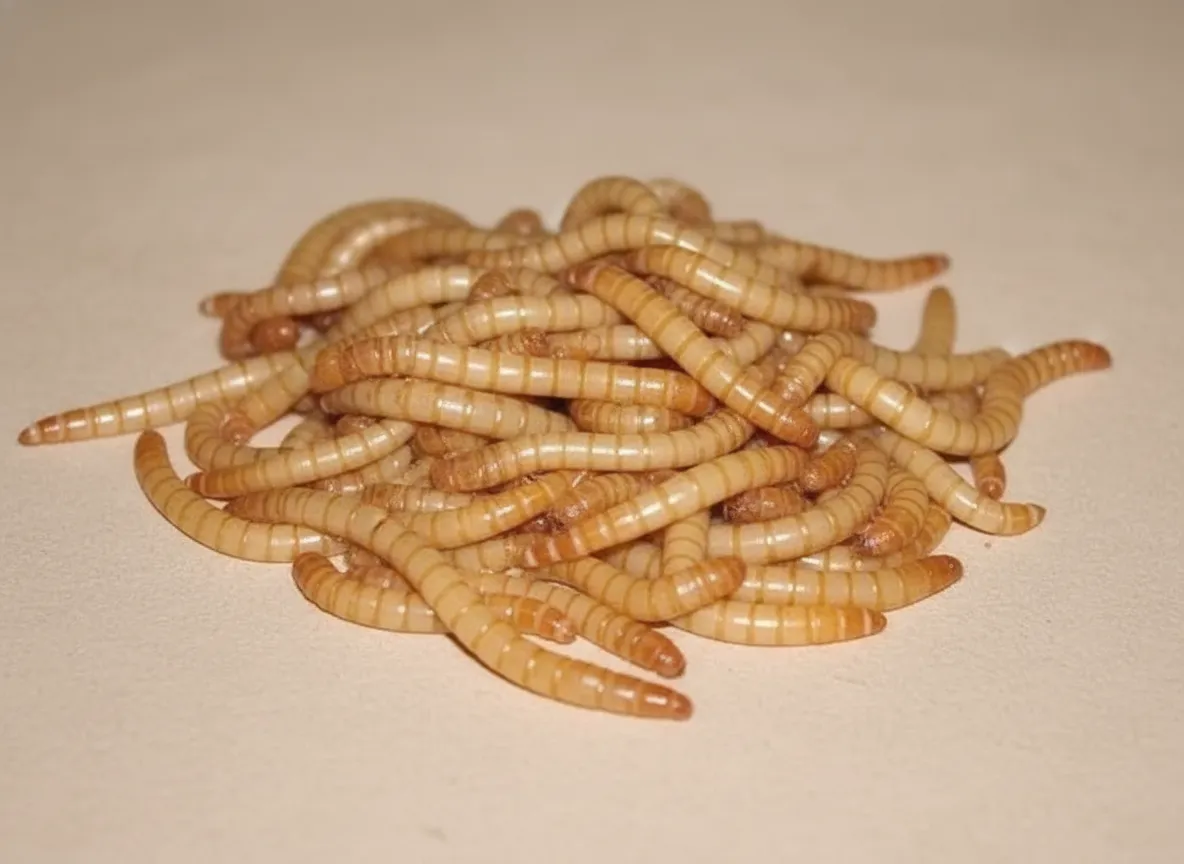 bulk mealworms for layer poultry feed wholesale image thumbnail