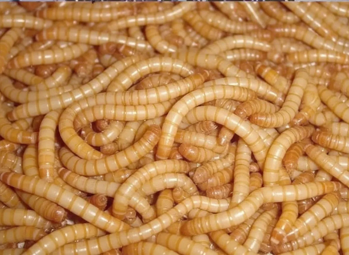 Black Soldier Fly Protein — For Protein Bar Production image thumbnail