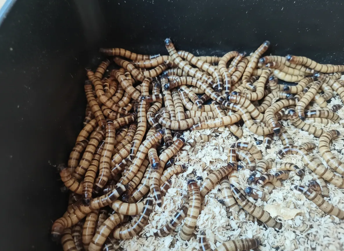 bulk mealworm powder for pet food formula wholesale image thumbnail