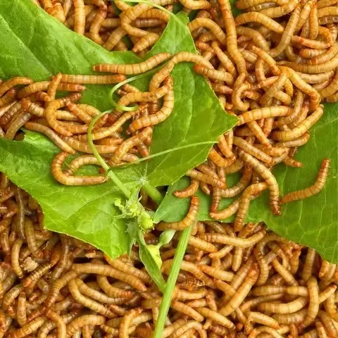Protein Worms for Reptiles