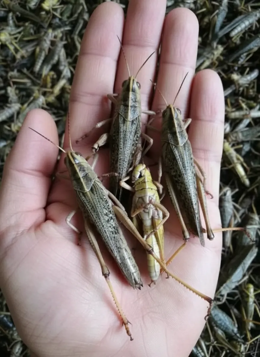 Food-Grade Grasshopper Protein Concentrate (Bulk)