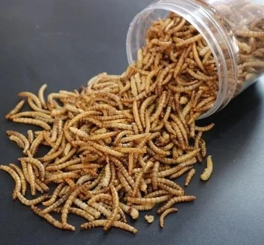 dried mealworms bulk supplier image thumbnail