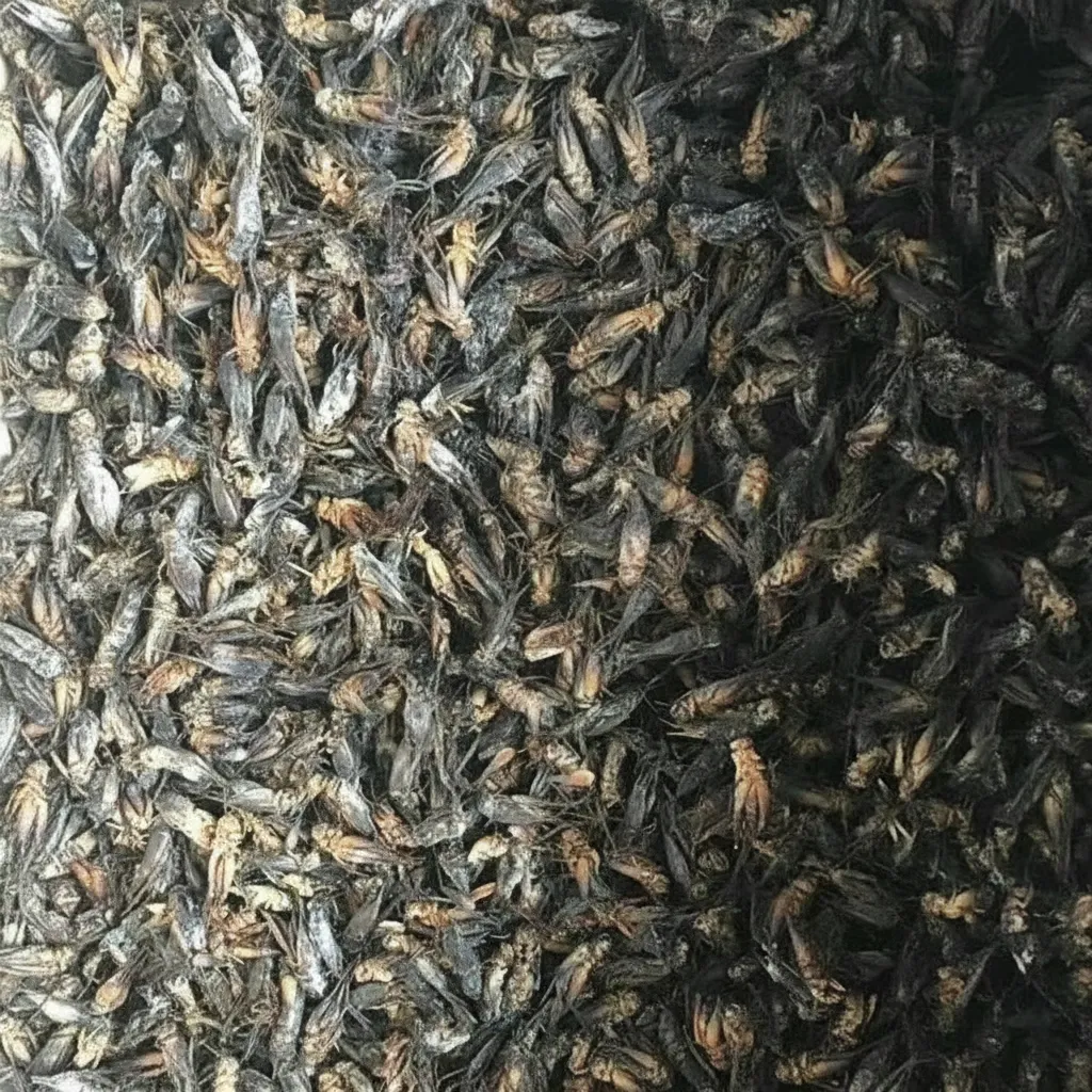 Industrial Bulk Dried Crickets for Feed Mills