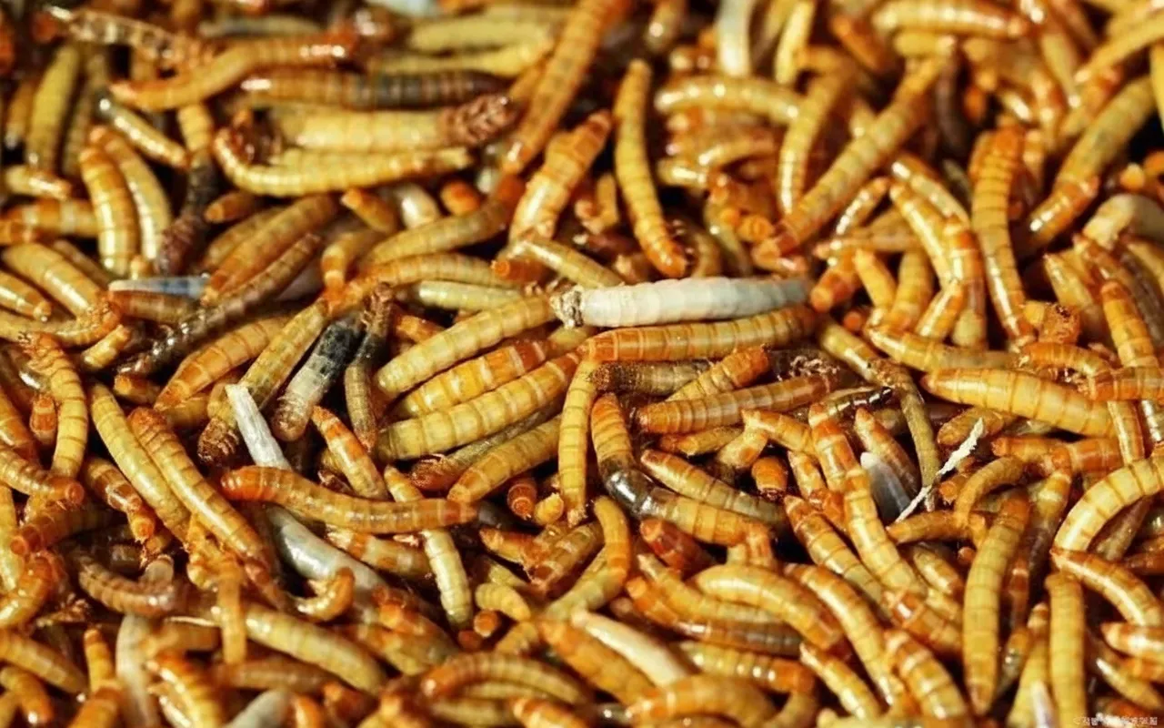 Black Soldier Fly Larvae — Wild Bird Feed image thumbnail
