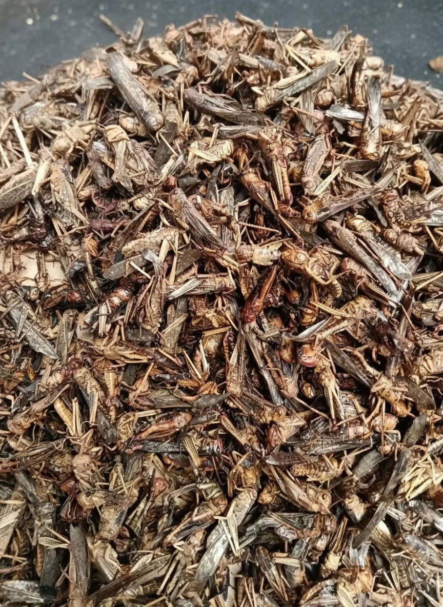 Chinese bulk exporter of dried grasshoppers image thumbnail