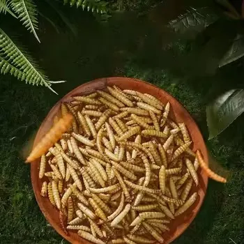 Protein worms for birds