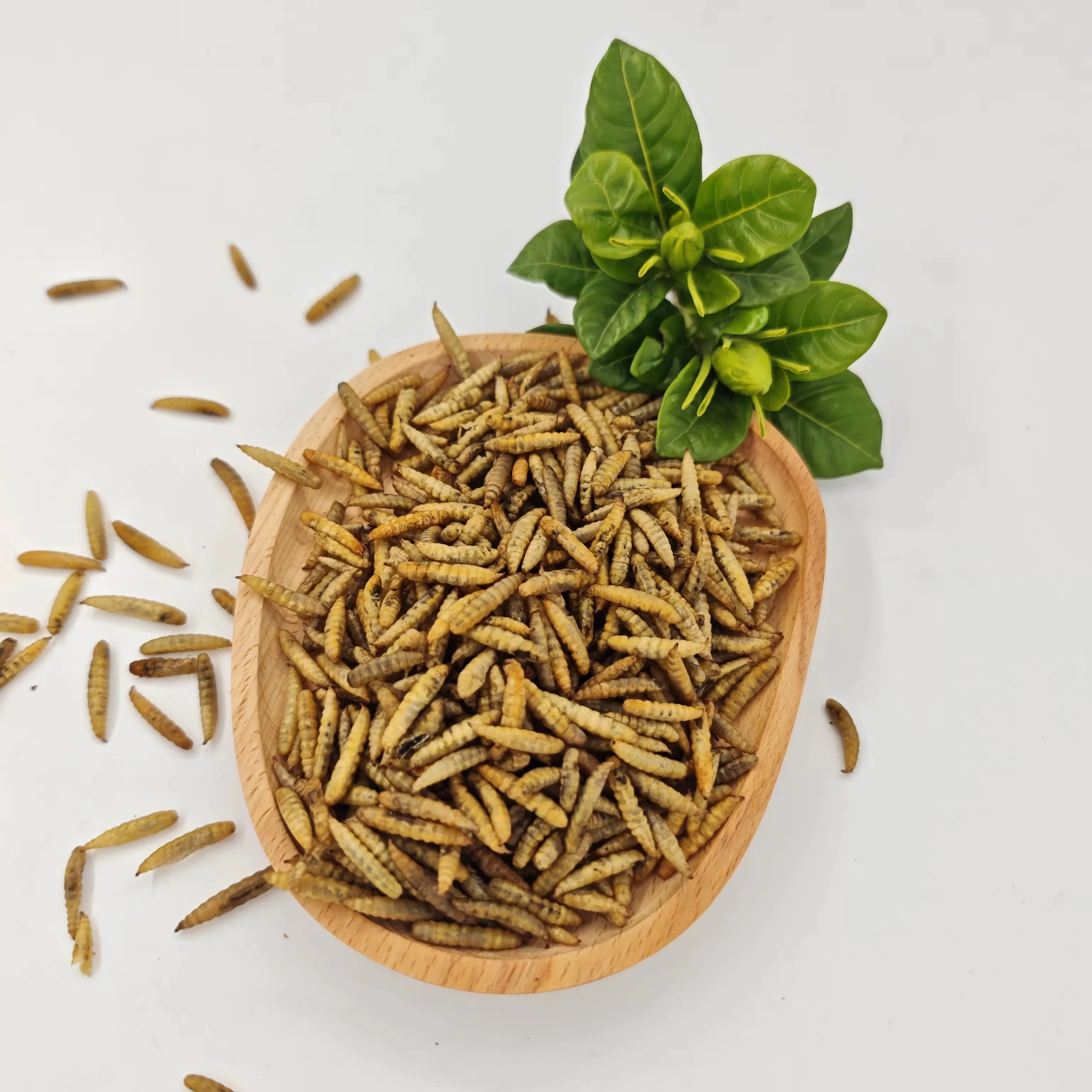 Chinese Freeze-Dried Insect Manufacturer image thumbnail