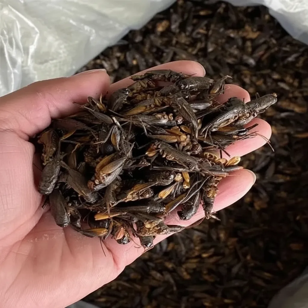 Bulk Dried Crickets for Pet Food Production image thumbnail