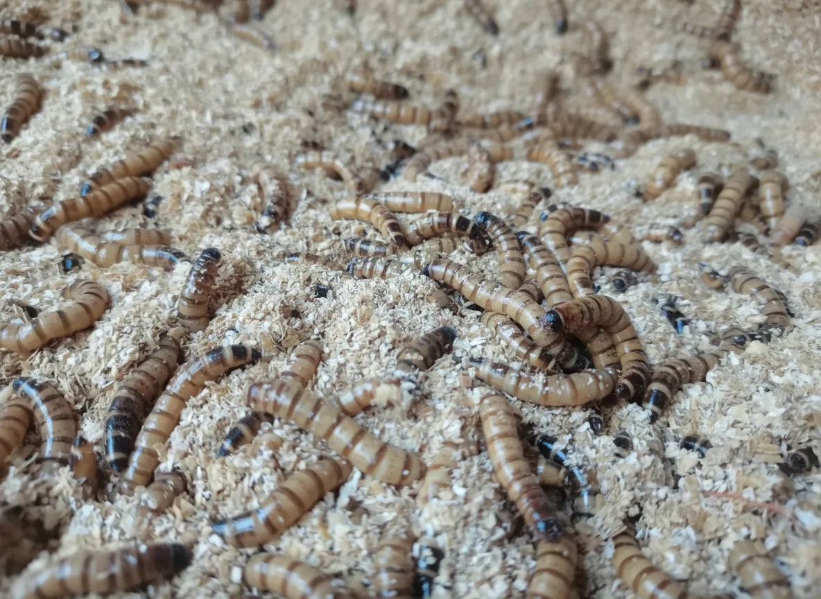 Black Soldier Fly Larvae — Bulk Producer for Hydroponic Feed image thumbnail