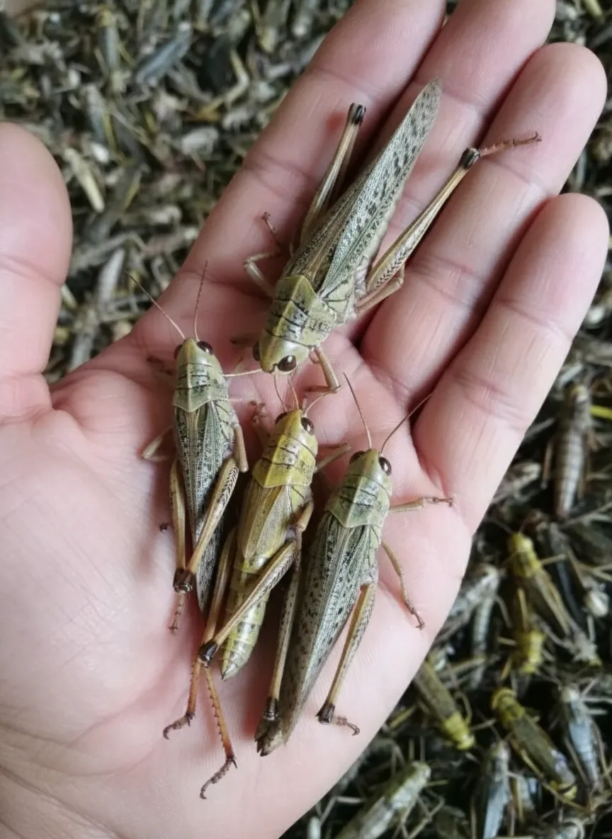 Chinese bulk exporter of dried grasshoppers image thumbnail