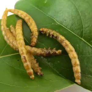 Protein worms for birds image thumbnail