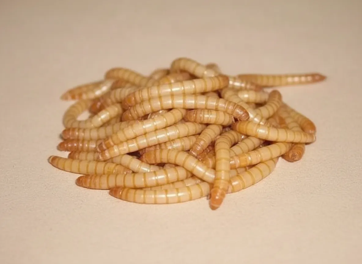 bulk black soldier fly larvae wholesale manufacturer China