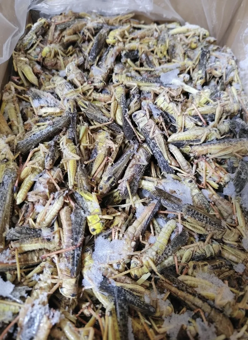 Food-Grade Grasshopper Protein Concentrate (Bulk) image thumbnail
