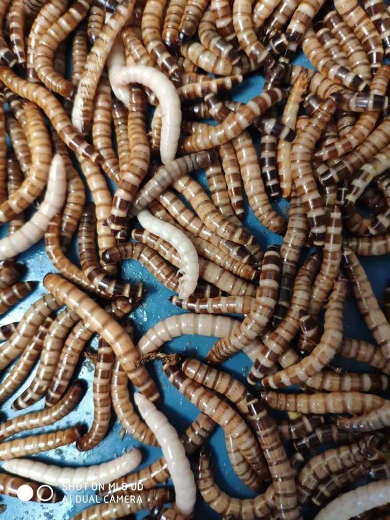 Black Soldier Fly Larvae for Broiler Chicken Feed image thumbnail
