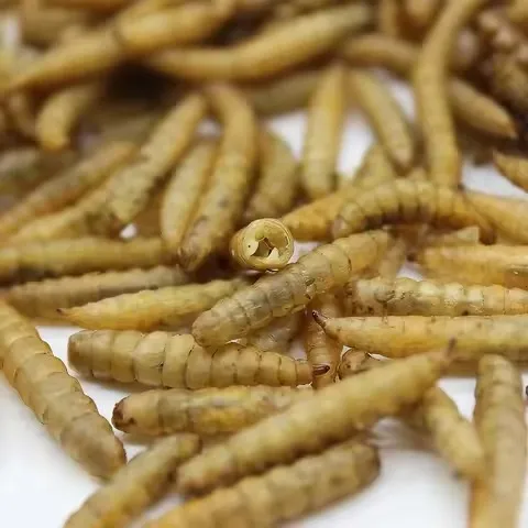 Black Soldier Fly Larvae — Bulk Supplier for Reptile Farming image thumbnail
