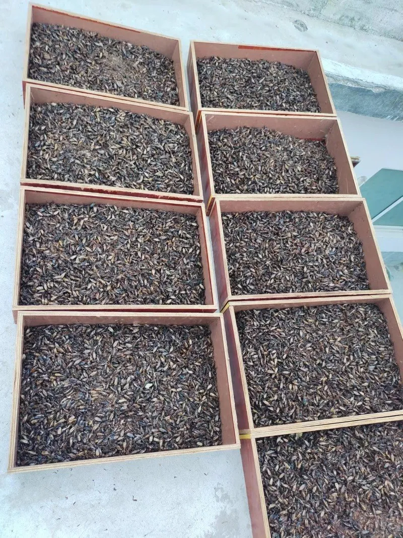 Industrial Bulk Dried Crickets for Feed Mills image thumbnail