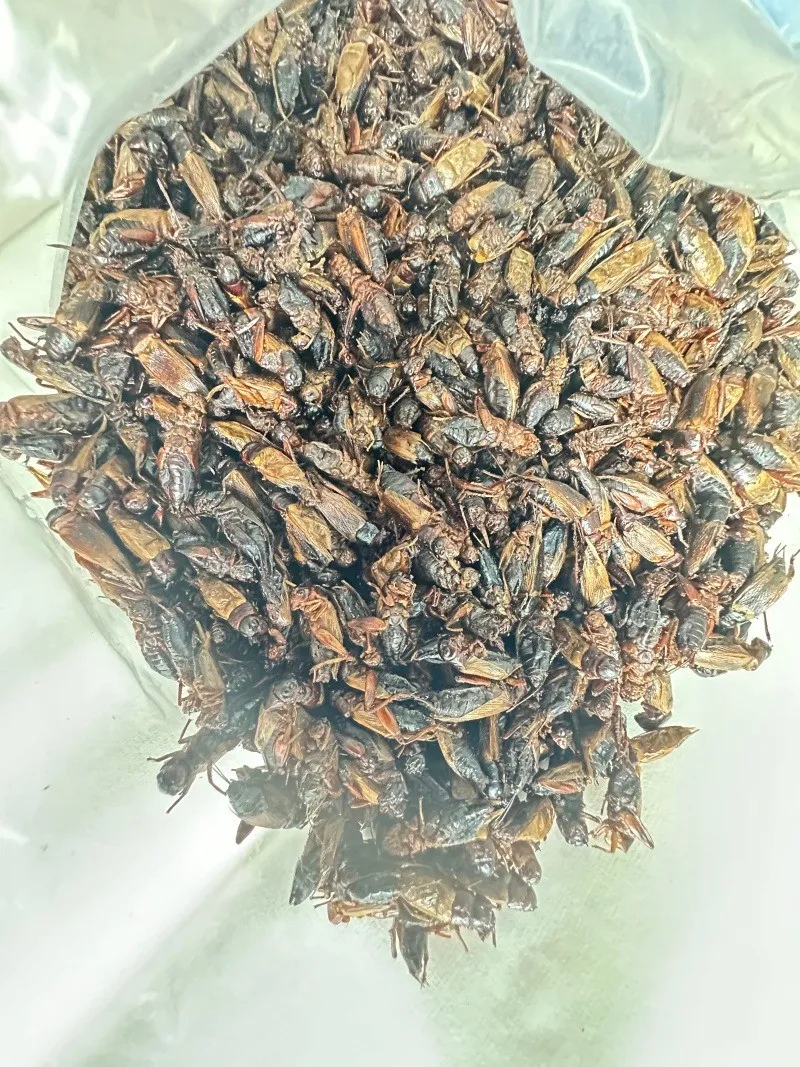 Zero-Additive Dried Locusts for Organic Feed image thumbnail