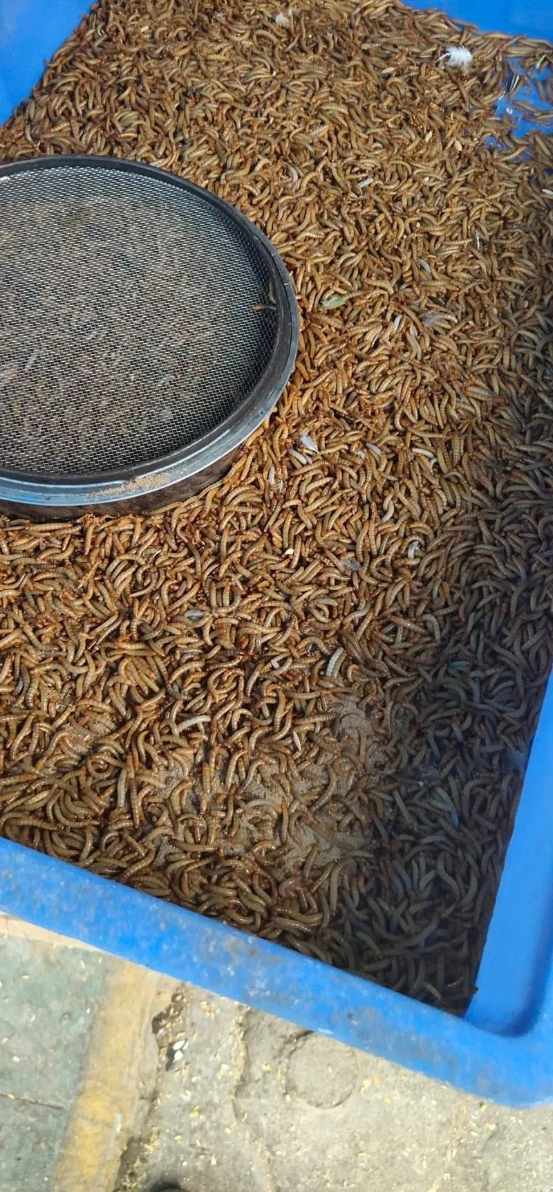 Non-additive yellow mealworms, used as animal feed image thumbnail