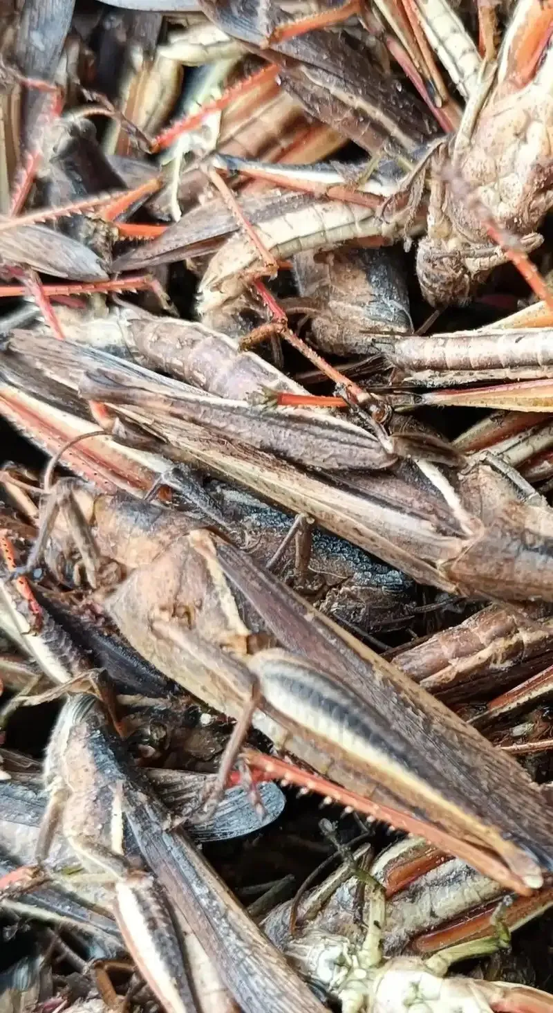 Dried Grasshoppers for Commercial Reptile Breeding image thumbnail
