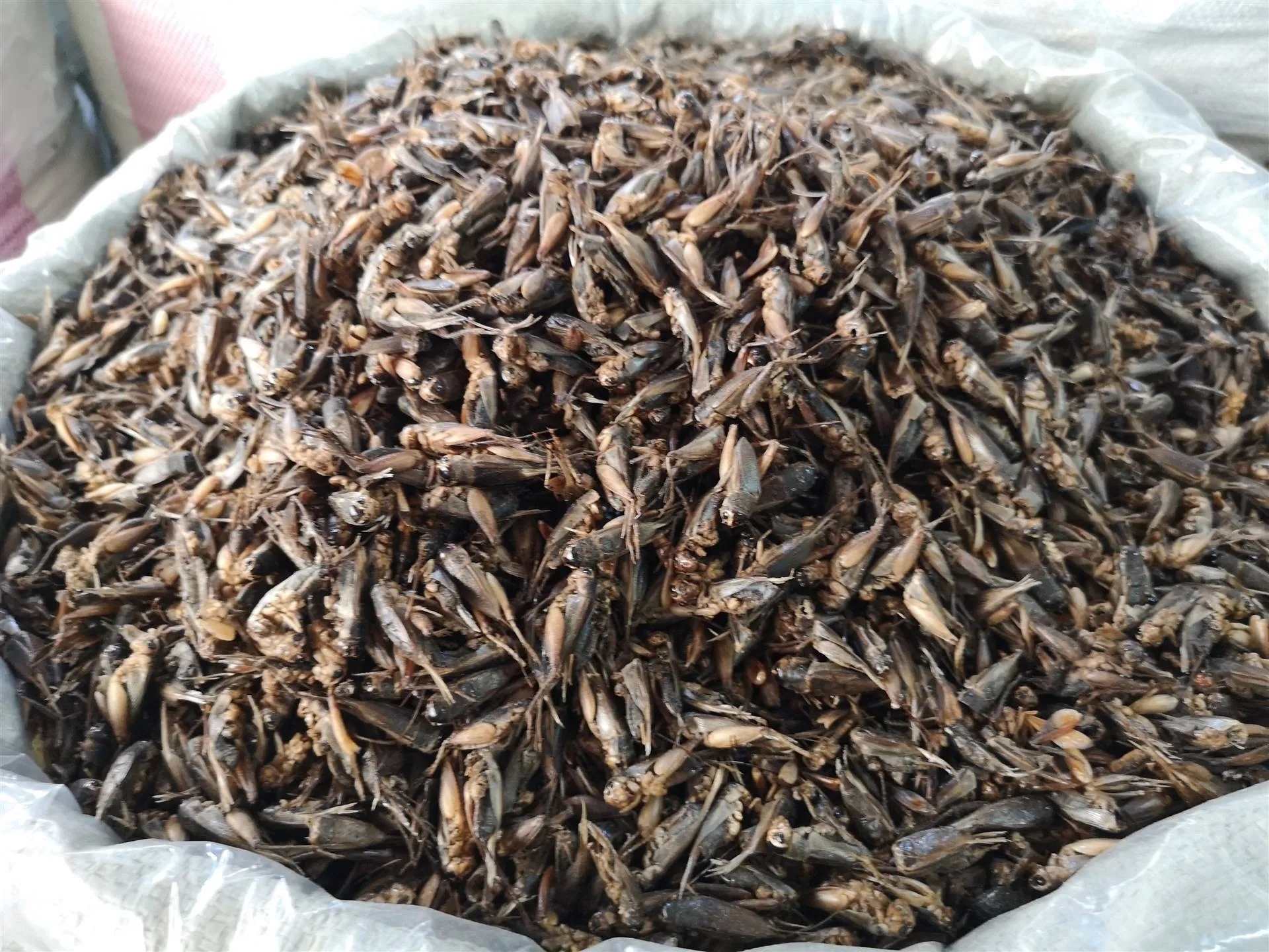 Zero-Additive Dried Locusts for Organic Feed image thumbnail