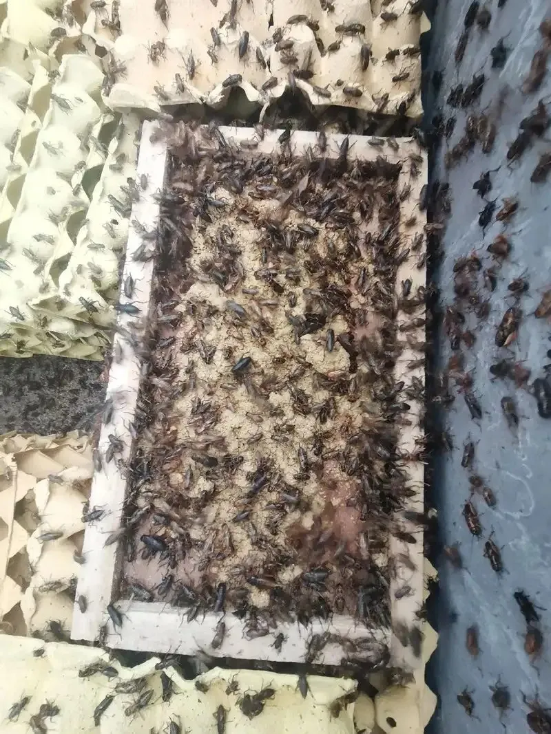Chinese Wholesale Manufacturer of Bulk Dried Crickets image thumbnail