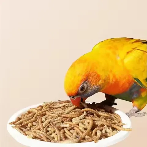 premium dried mealworms supplier image thumbnail