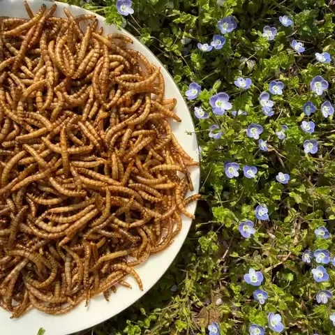 organic mealworms for organic animal feed