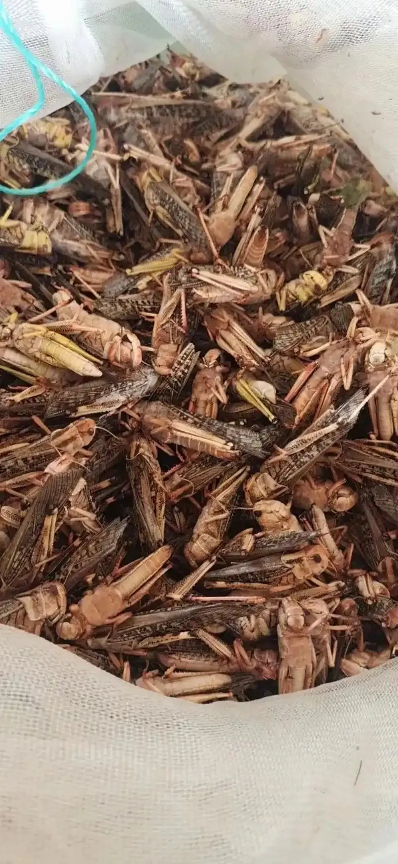 Dried Grasshoppers for Commercial Reptile Breeding image thumbnail
