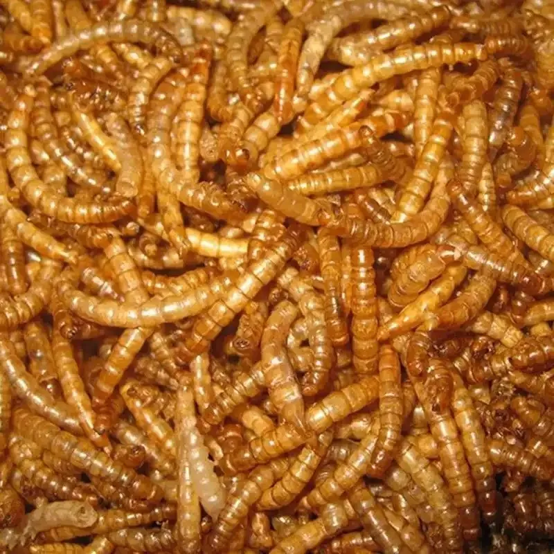 Non-additive yellow mealworms, used as animal feed image thumbnail
