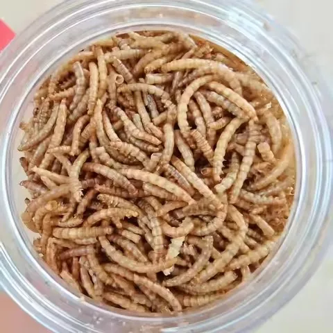 HACCP certified bulk mealworms wholesale distributor image thumbnail